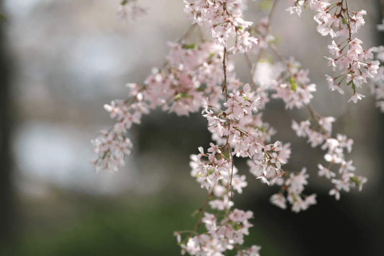 アイキャッチ画像 桜