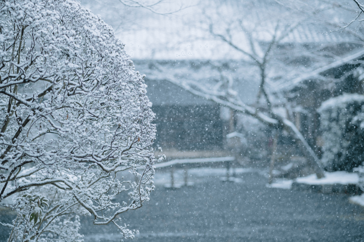 アイキャッチ画像 細雪